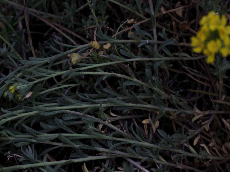 Da determinare 4 - Alyssum sp.